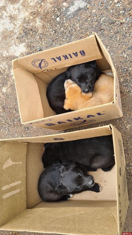 ��� ������� �� ������� ��������� � ��������� ����������