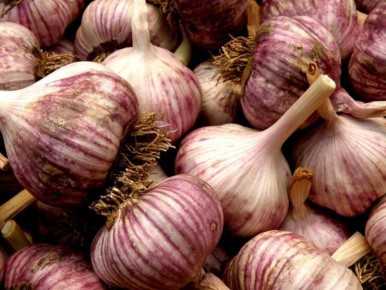 Когда и как правильно сажать озимый чеснок: секреты успешного урожая