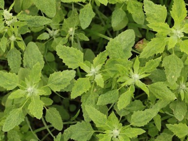 ��� ���������� �� ����� �������� �������� ������ ����