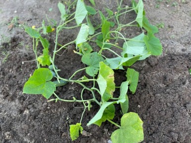 ���������� ����� ��� ������� ������ �������