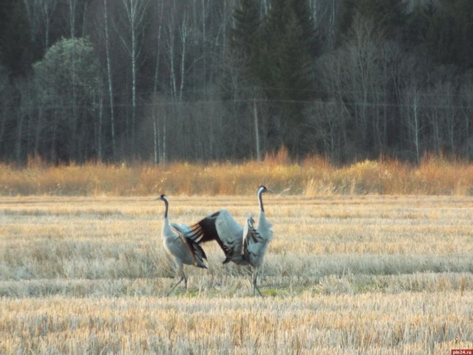 ��������� ������� �������� ���� ����������� �����������