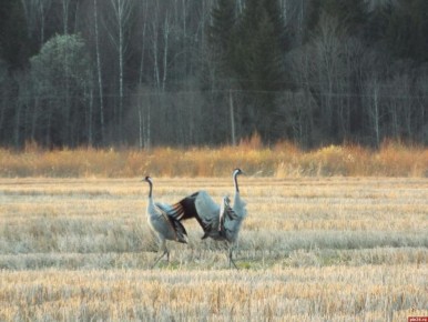 ��������� ������� �������� ���� ����������� �����������