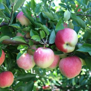 ����� ���� ������ ������ ���� ������ �������: ������� ��� �������?