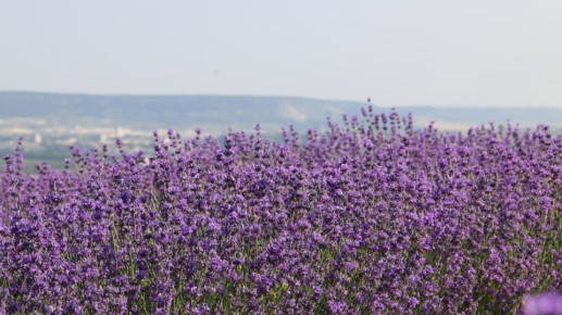 ������ ���-��� ����� �������� �������� ������� �����