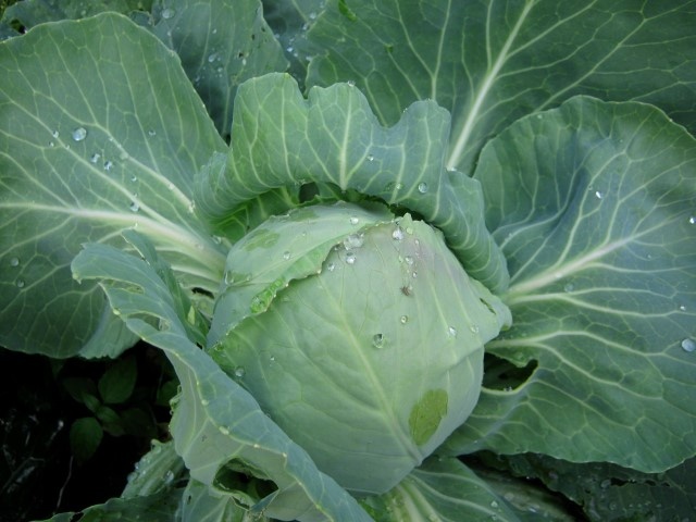 Способы защиты капусты от гусениц: практические советы и эффективные методы