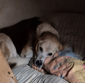 Спасённого с острова на реке Великой в Пскове охотничьего пса назвали Робинзон