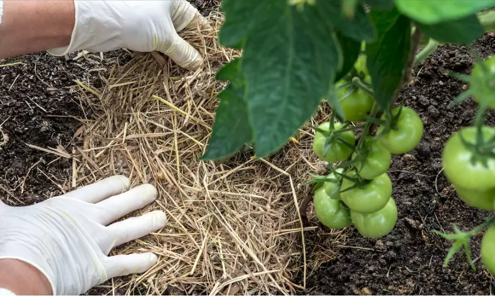 Живая мульча: секреты природной защиты вашего огорода