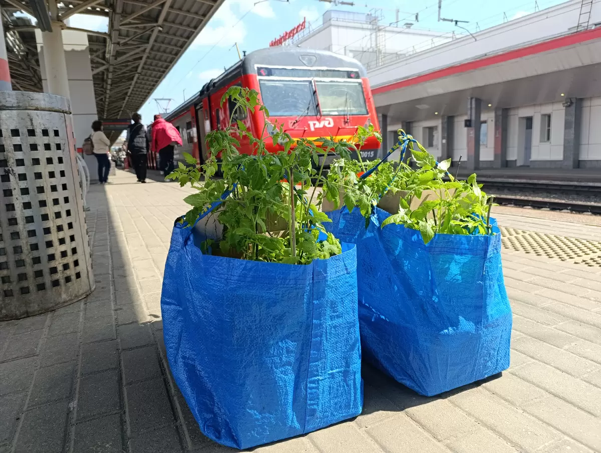 Весенние радости на даче: от первой рукколы до борьбы с муравьями