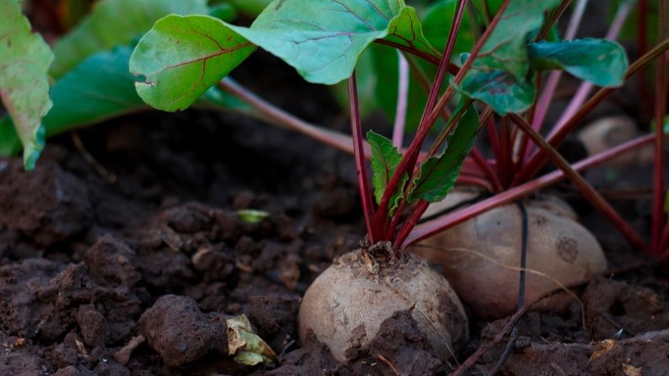 ��� �������� �������� ����� ������ ���� ������: ���� �����������