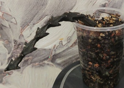 ����� ������������ ����������� ��� ������ ����