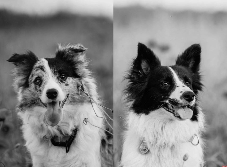 �����-���������� �� ������ ���������� ������� ����� � ��������� �������