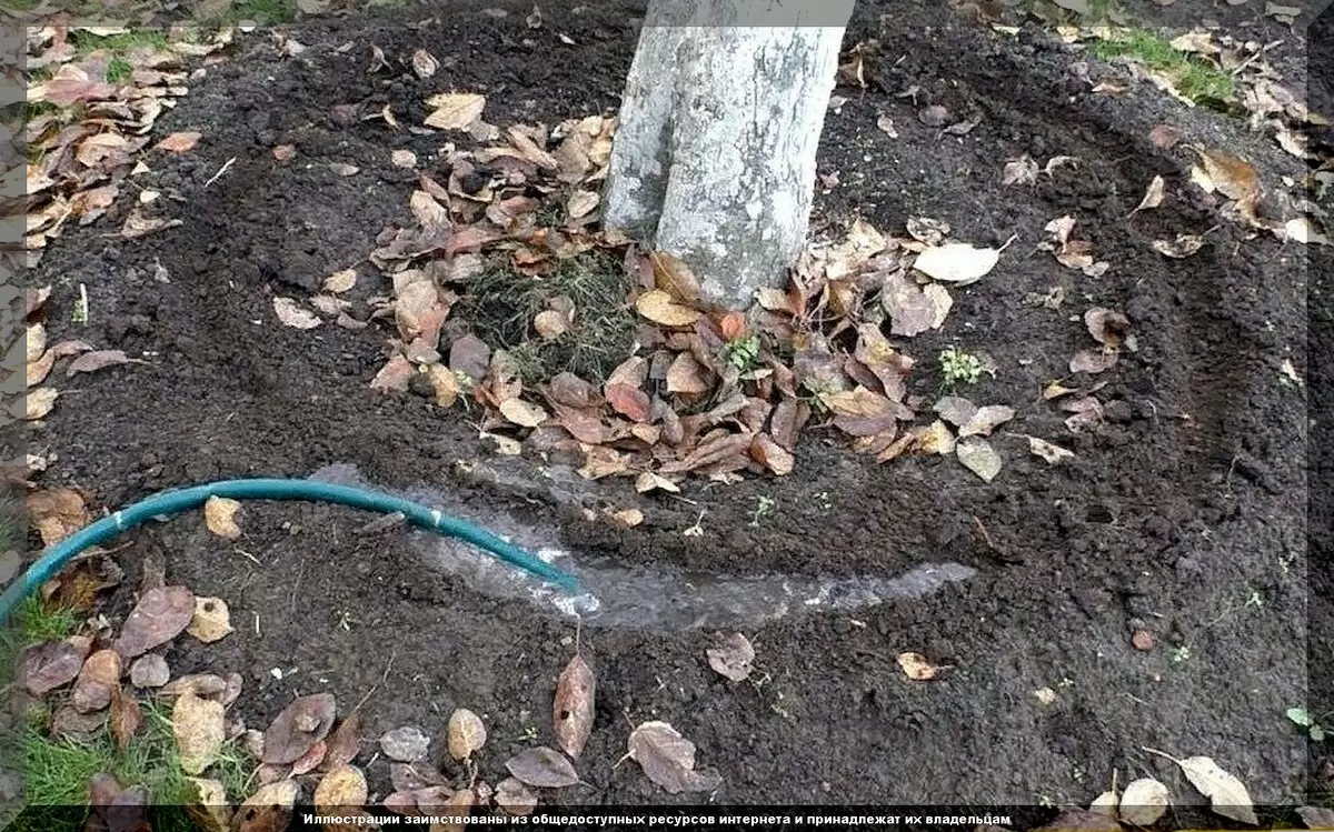 Эссенция осени: 20 ключевых дел в саду и огороде перед холодами