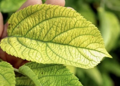 ������ ��������: ��� ���������� � �������� ����������� ��������