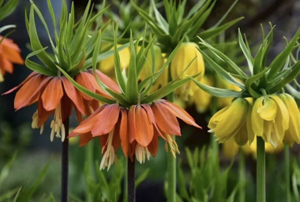 ��� � ��������: ��� ��������� ���������� ����� � �������� ���������������� ������