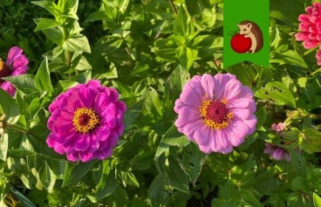 ������� ��������� ����� �� �������: ������, ������� ��������� �� ������� � ��������