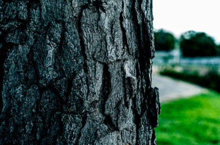 Гриб, спасающий ели: как Beauveria bassiana борется с короедами