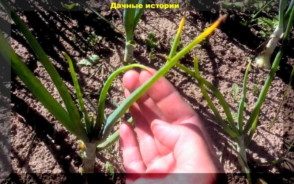 ������ ��� ������ ���� ����� �����: ������� ���������� � ������ ����