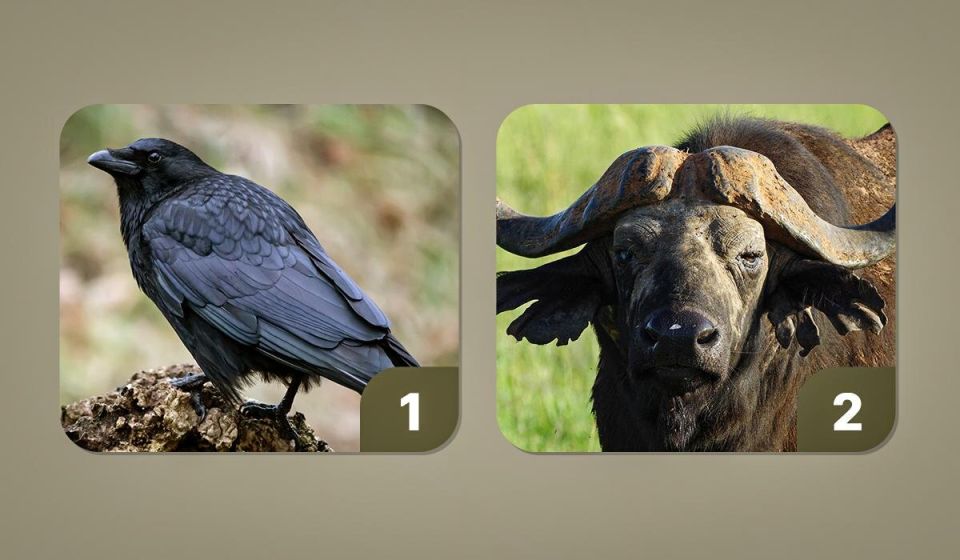 ��� ������� �������� �� ����� �������������: ��� ���� ������������ ��������� � ���