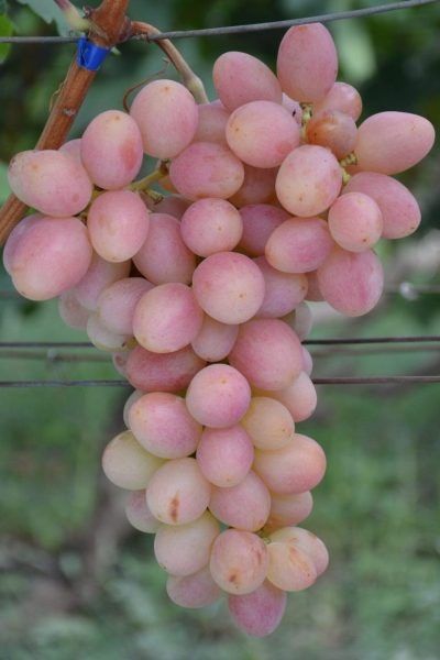 �������� �������: ������� ����� � ��������� ��������, ������� ���������� ������ �������