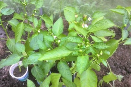 ����������� ���������� ������� ����� � ������� � �����