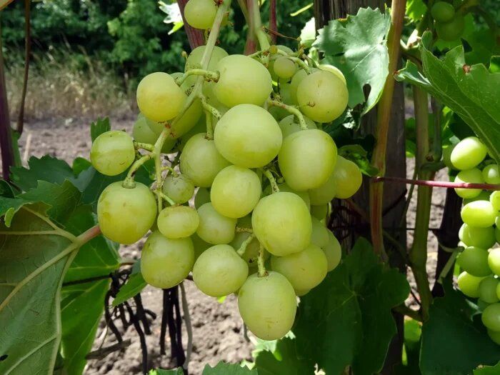 �������� ������: ��������� ����� ��� ������� ����� � ���������� �������