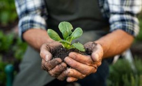 Органическое земледелие: как вырастить экологически чистые продукты без химии