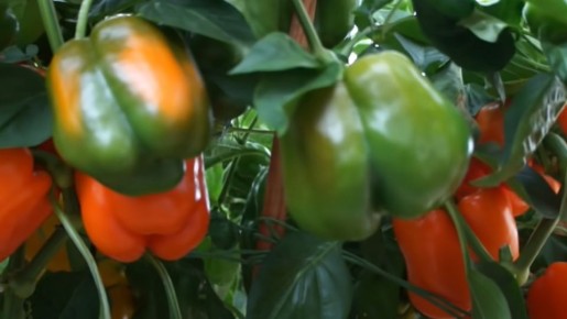 ������� �������� �������� ������: ����� ������ � ���������� �������� � 2026 ����