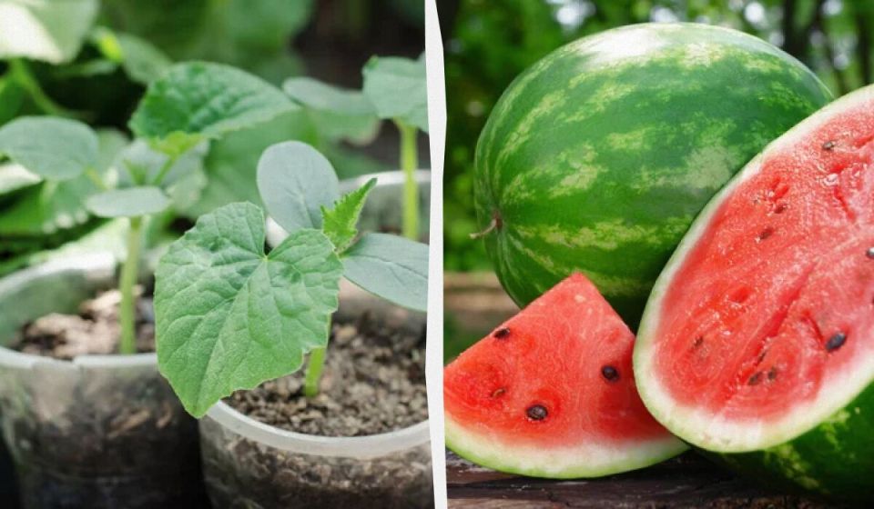 ��� ��������� ��������� ������ � ����: ������ �� ��������� �������