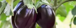 Как вырастить идеальный баклажан: от выбора семян до сбора урожая