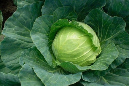 ������� ��������� ����������� ������� ��������