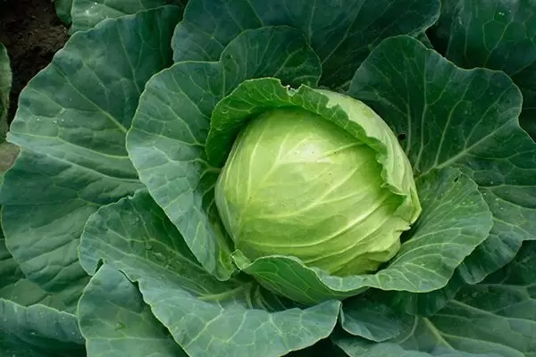 Секреты успешного выращивания капусты Трансфер