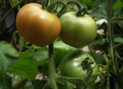 ����������� � ��������� ������� ������ ������� �� ���������