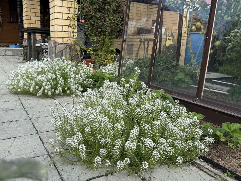 ��������� ��� �������: � ��� ������ �� ����������������� �����?