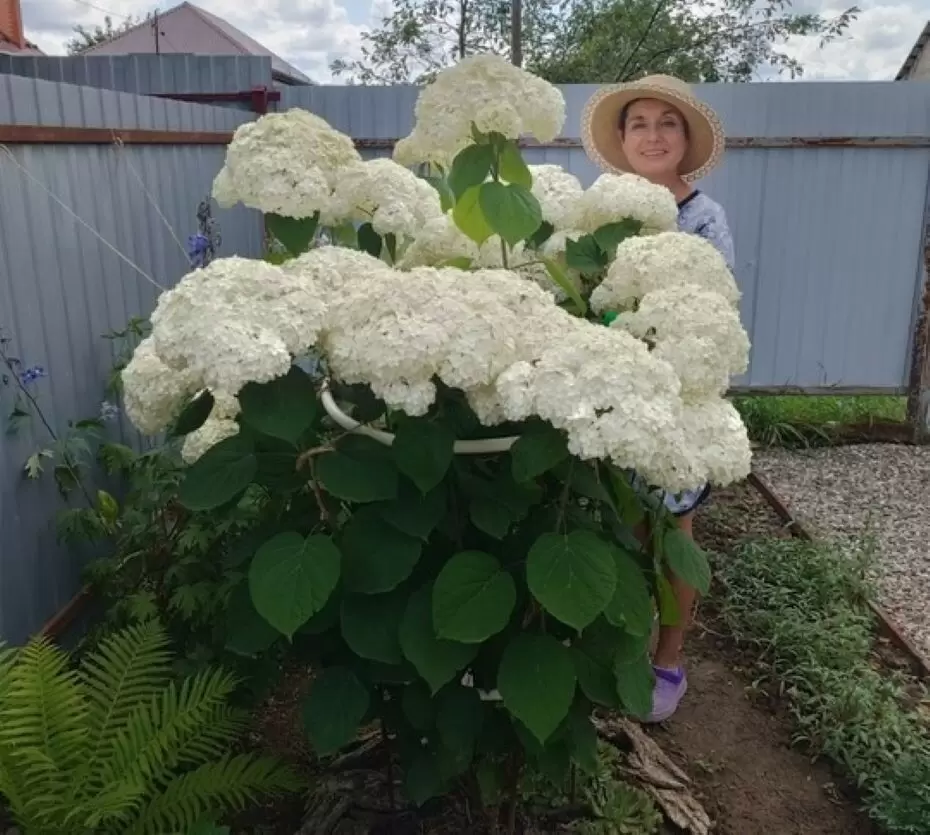 Уникальная древовидная гортензия: чудо садоводства на штамбе