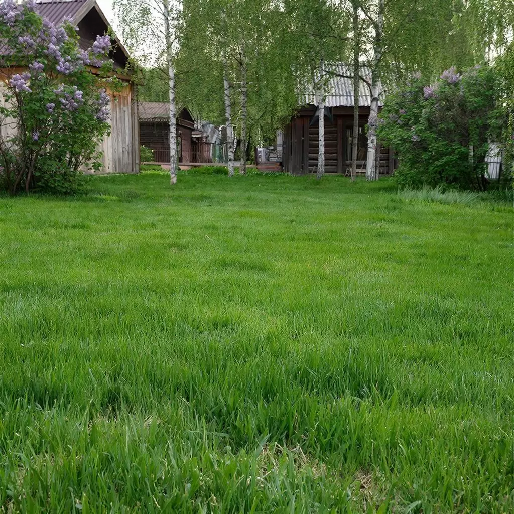 Малоходный газон: новый взгляд на простой уход за зеленым пространством