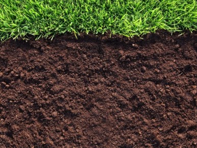 Почва как основа успеха вашего сада: как сделать землю живой и плодородной