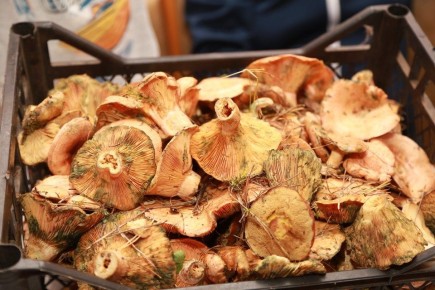 ������� ����� ��� �������: ����������� lament����� � �������� ������ ��-�� ����