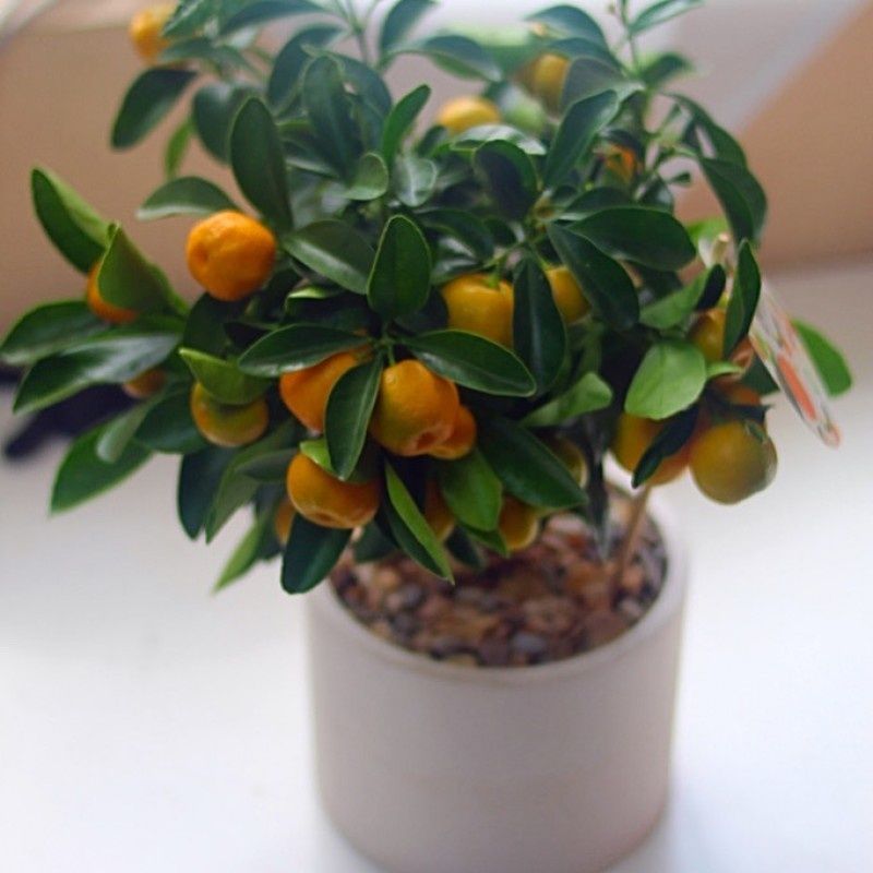 ����� �� ��������� �������� �� �������� � ��� ��� ����� �����