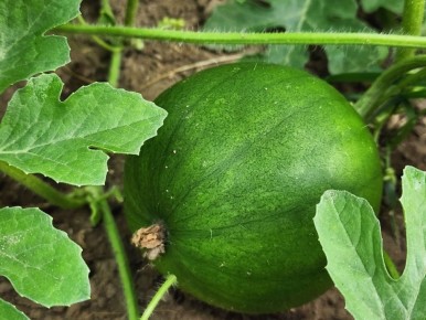 ������� ������� �������: ��� ��������� �������� � �� ����������� � 2025 ����