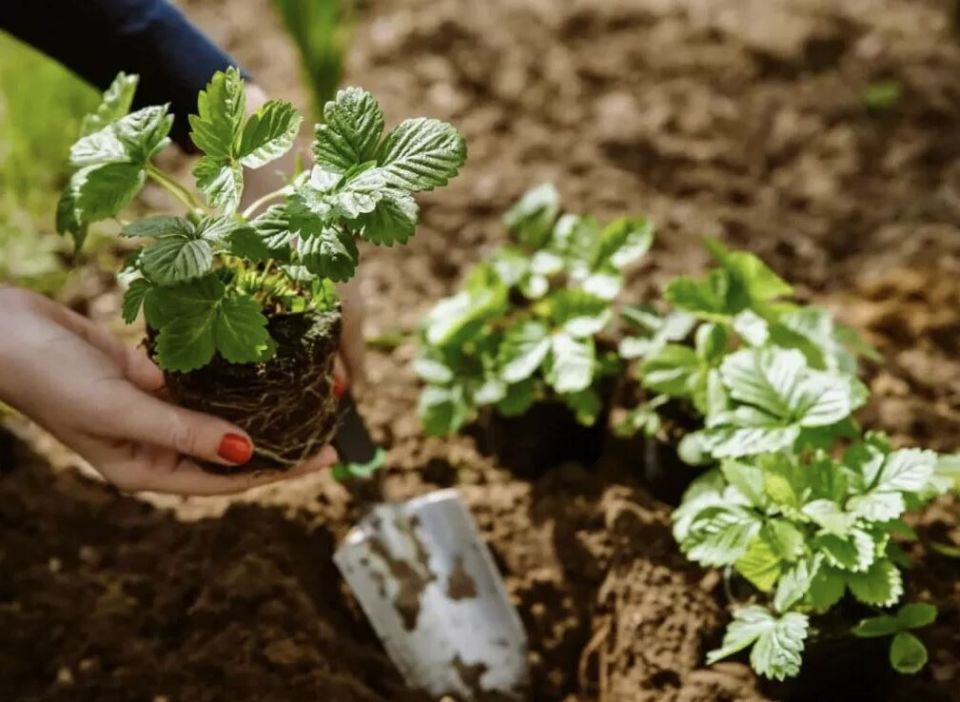 ��� �������� ���������� ���������: ������ �� ������� � �����