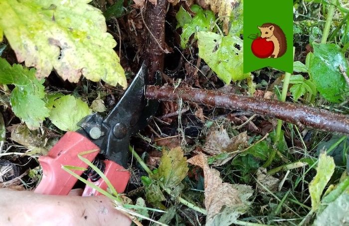 ��� ��������� ������������� ��������� � �������: �������� ������ � ��������� �����