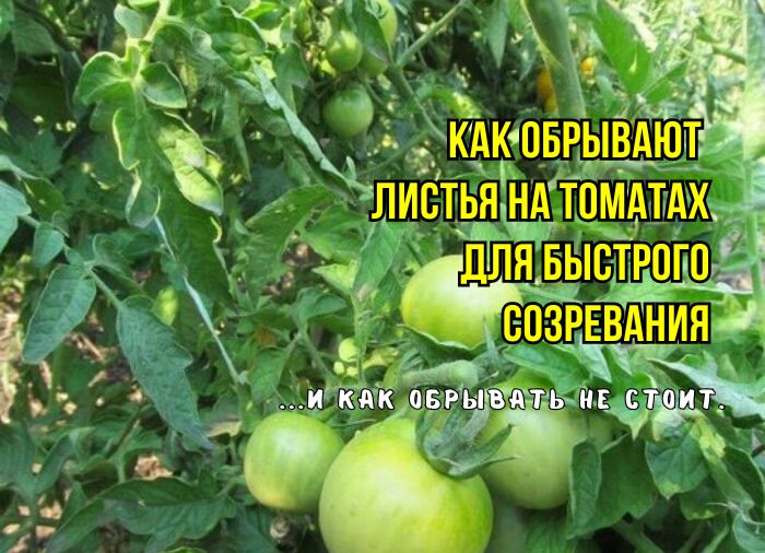 ��� ��������� �������� ������ ��������� ��� �������� ����������: ������ ���������