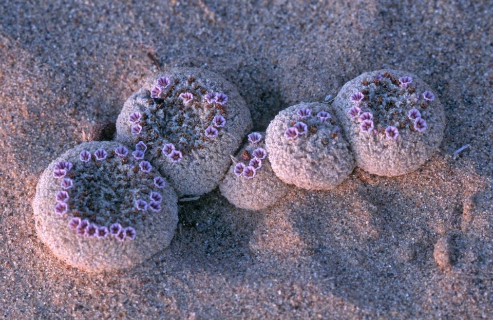 ������� ���������: ������������ �������� �������