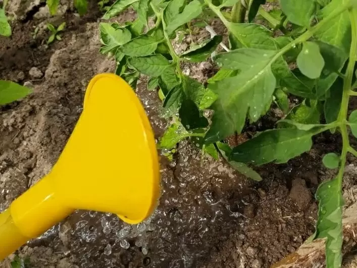 Как правильно поливать томаты для здорового роста и богатого урожая