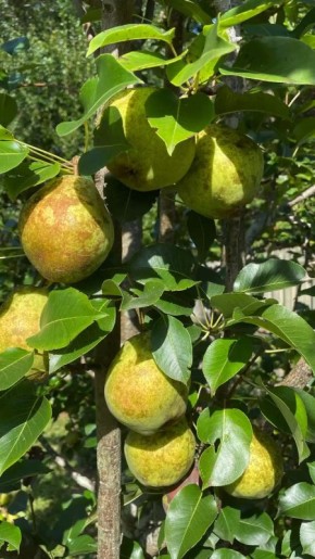 Как бороться с волчками и вернуть грушам сладость