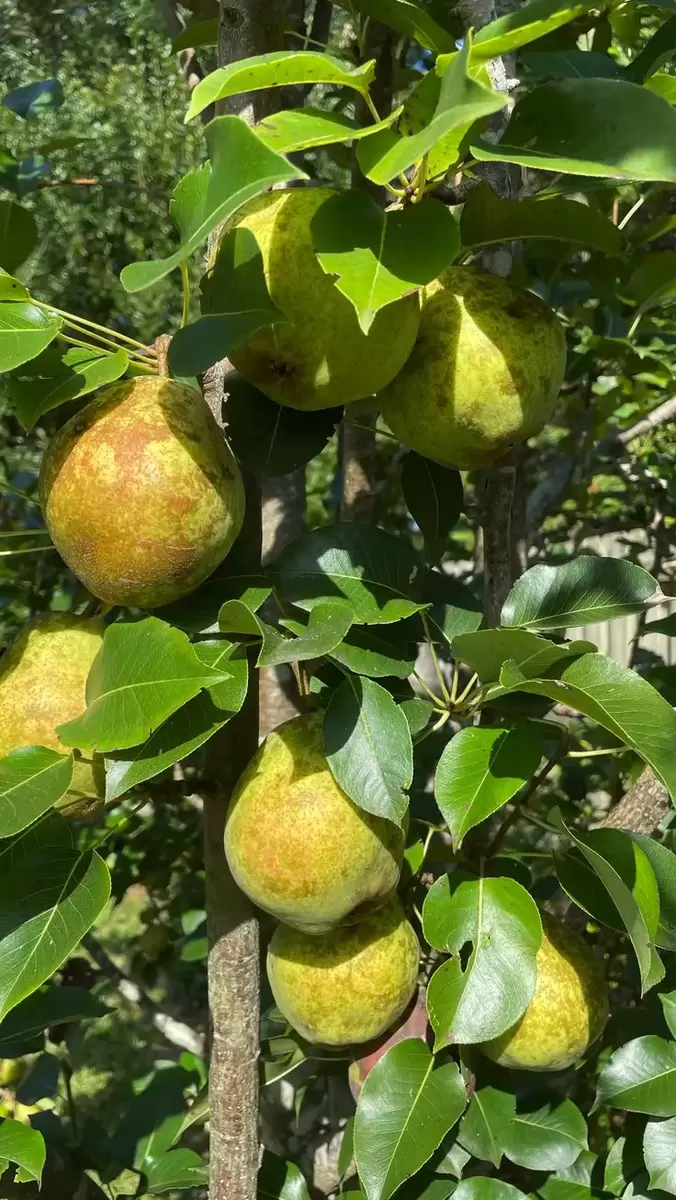 Как бороться с волчками и вернуть грушам сладость