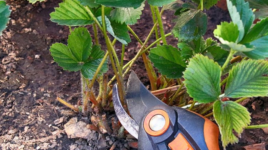 ����������� ���������: ����� �������� ������ ��������, ���� ��� �� ������ ����������?