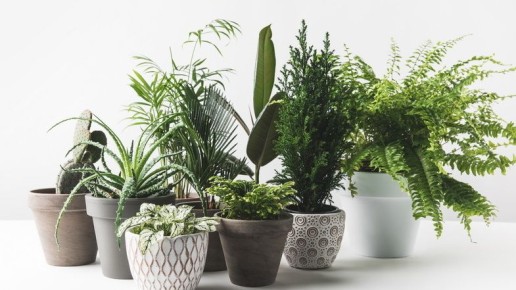 ��� ������� ���� ������� ������ �����: ����������� �����������