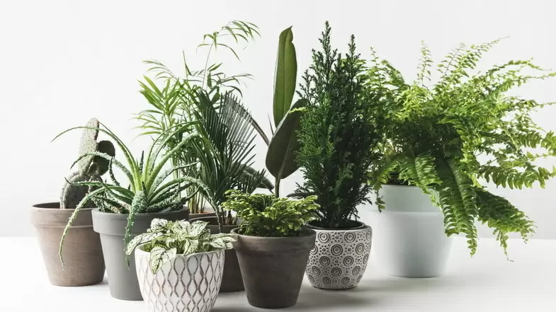 Как горячая вода спасает зимние цветы: неожиданный эксперимент