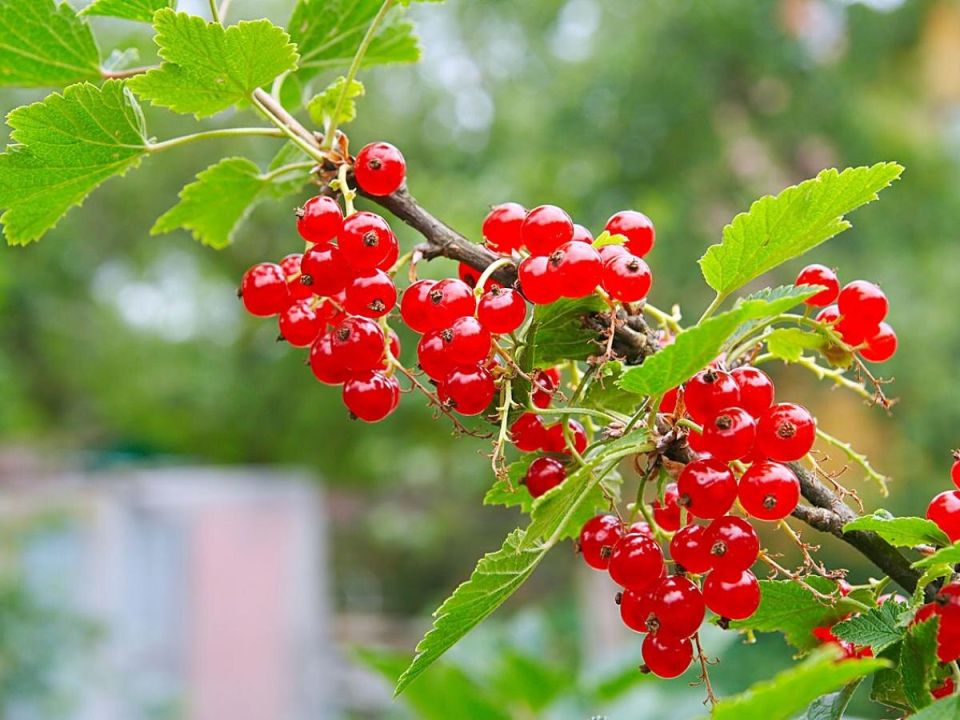 ��� ��������� �������� ����� ���������: ������� ������� � ������